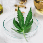  What Does Cannabis Law Say About Cancer Patients?